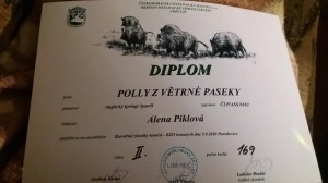 A diplom