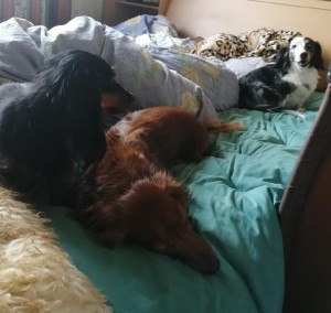 Má dvě kamarádky jezevčice.