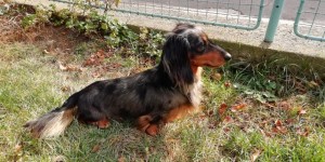 Jsem krásný, ale musím se ještě hodně učit, abych byl na výstavě hezky posouzen!