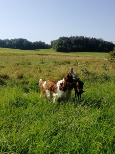 Reisha při výcviku na PZ.