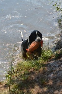 Xarro ZV - při disciplíně ochota na hlubokou vodu.