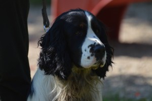 Xarro je pyšný, že má zkoušky vloh.