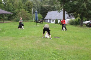 Nero, Kerd a pointra Whiskey ukázali cviky doggdancingu.