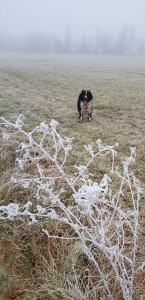 Nelly z Větrné paseky