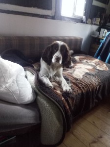 Xanny se svou paní tráví vánoce i Silvestra v karanténě, moc na ně myslíme.