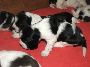 Zayne a vedle něho Zarek.