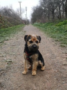 Procházky a poslušnost, hezky sedni a čekej Scotty!