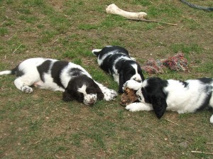 Pohodička...Zari, Zayne a Zuru.
