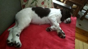 Zoreenka ve svém novém domově.