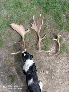 Zarek se seznamuje s prací loveckého psa.