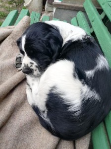 Zarek odpočívá s páníkem na lavici.