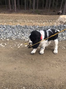 Zayne se učí na vodítku.