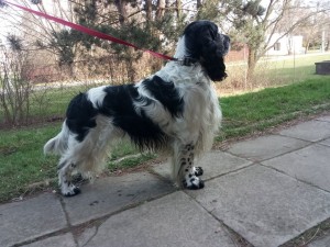 Fešák Enzo - je pyšný na své dětičky.