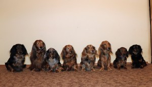 V chovatelské stanici of Elven Star panuje pořádek, klid a řád. To naše Cápe pochopila velmi brzy. Určitě jí v této řadě najdete!