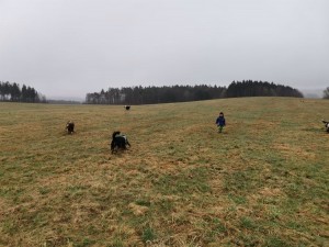 Víteček velký cvičitel, všechny pejsky má na volno!