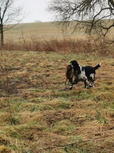 A mladý Skuti nechce být pozadu.