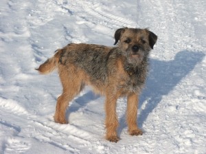 Bugi milovala sníh.