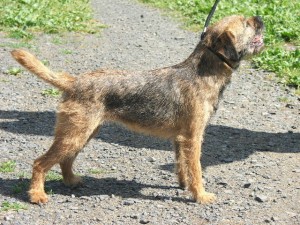 Mladá Buginka - foto na chovnost.