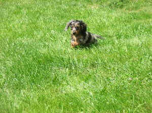 Dráček - neposeda. V novém domově dostal jméno SPOT.