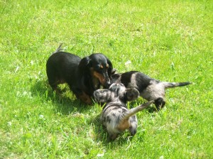 S maminkou na zahradě tygříci Dianka a Dráček.