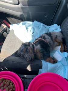 A takto spinká po procházce.