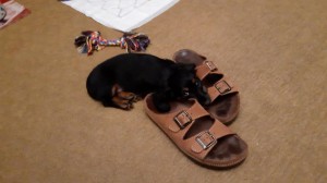 Doubravka (Linduška) nejlépe odpočívá u pantoflí, kde svého pána nejlépe cítí.