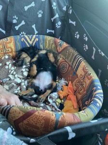 Ale pelíšek mám krásný, nebojte se!