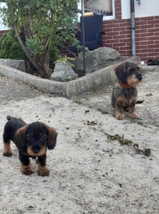 Egonek už zastává hlídání nového domova společně s Dantíkem.