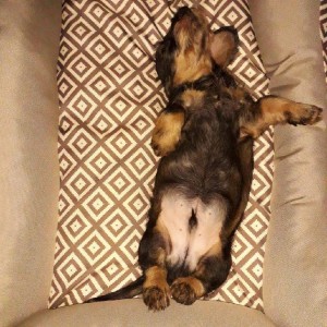 Edy u Hříbečku v novém domově.