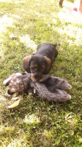 Edy dostal novou hračku.