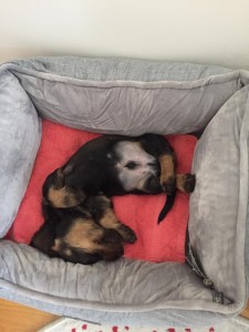 Ergusek (Billy) má krásný pelíšek.