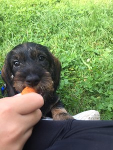 Chceš ochutnat mrkvičku Billy?