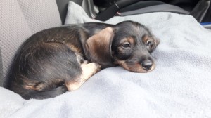 Edar se hned zaučoval v jízdě autem.