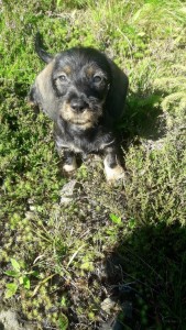 Edar bude "lesní" pes.