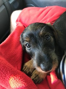 Ejka jede do nového domova.