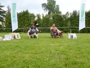 Křepelák Jack - úspěchy na výstavách