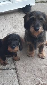 Egon a Dante u Hříbečku