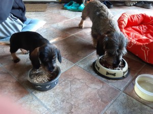 Egonek a Dantík bydlí spolu.