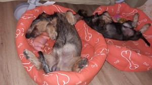 Pohodička Dante a Egon.