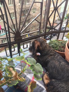 Ergus u Hříbečku (Billy) má velký přehled co se děje kolem.