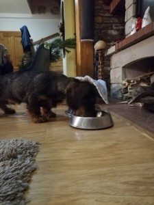 Ebon u Hříbečku má nový domov.