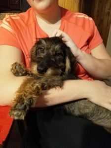 Ebonek je štastný ve svém novém domově. I když to tak nevypadá, bude to hlavně pes lovecký.