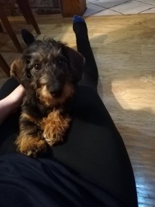 Já jsem velký šikula a ukážu Vám, že jsem lovec tělem i duší. Ebonek