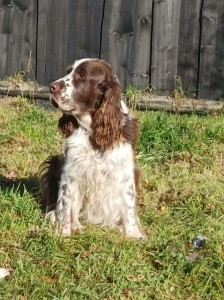 Rambulínek - Rambo della Giuliana.