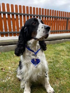 Ulrika - výborná 1, CAC, NV Brno