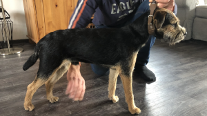 Navar Ostrý lovec - Kvído