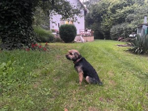 Kvído složil ZV v I. ceně, 192 bodů v Kostomlatech pod Řípem, OSM LItoměřice