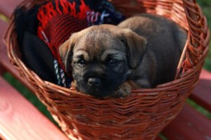 Dcera naší Kory Ostrý lovec- Aimy CHS Peckovna