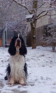 Argus vyhlíží nevěstu...