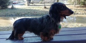 Capík (Barnabášek) krasaveček!